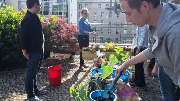 Gardening in the office? Why not!